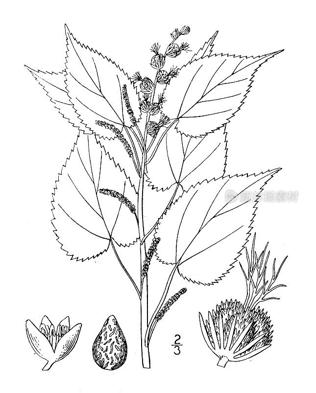 古植物学植物插图:ostryaefolia Acalypha, Hornbeam三种汞